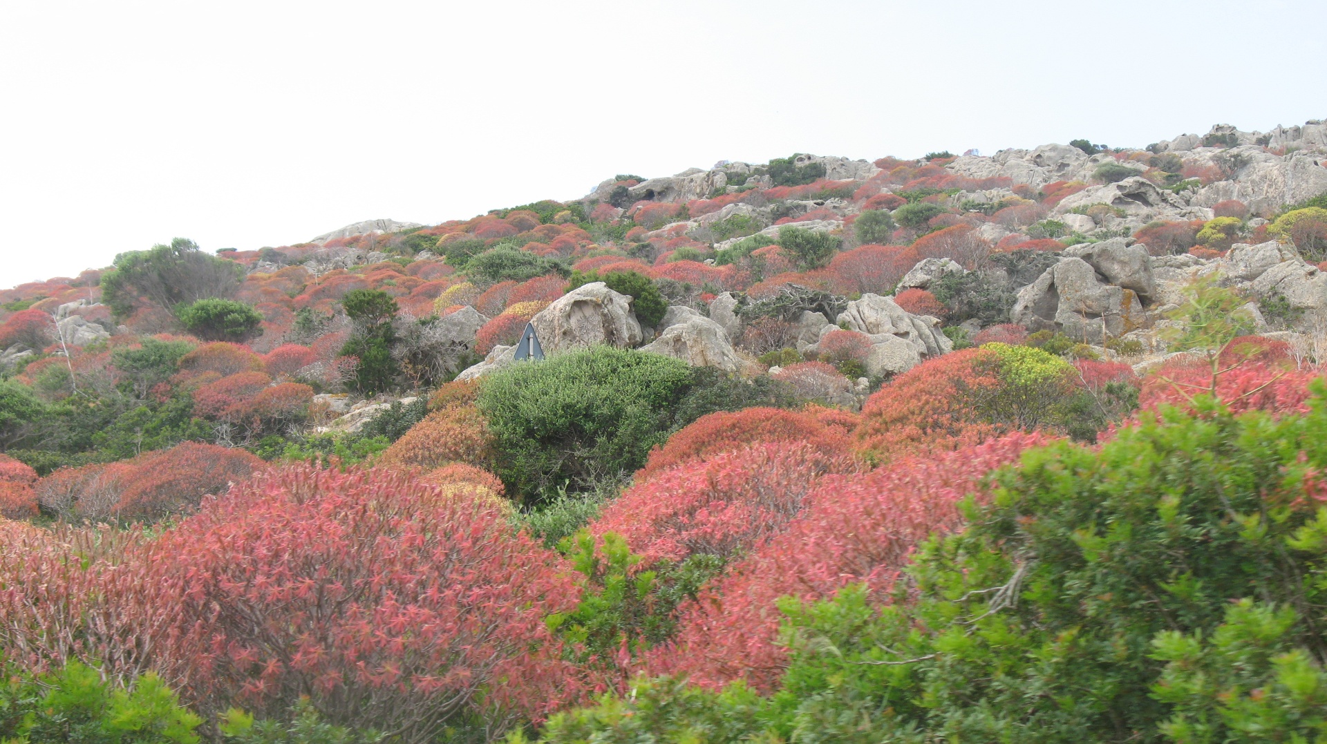 Mediterranean maquis