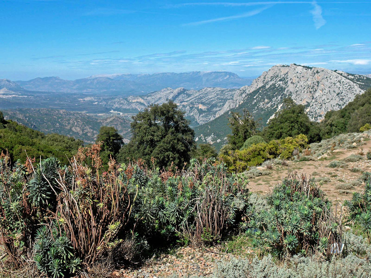 Sardinian maquis